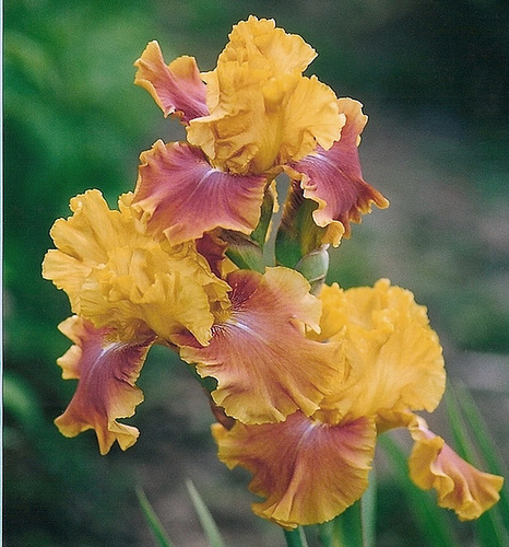 Iris Lioness- Ernst 89