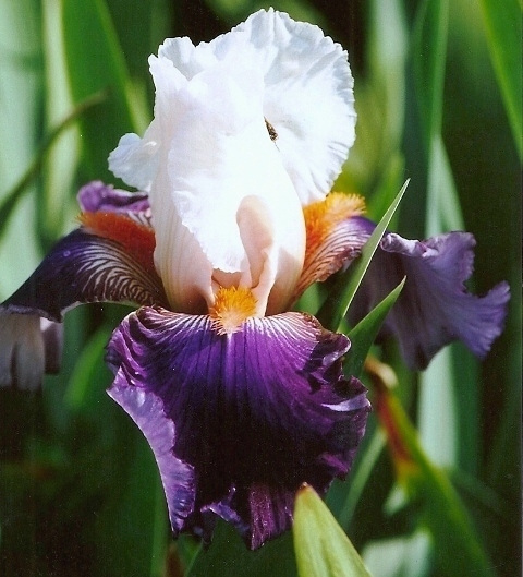 Iris Hortense C