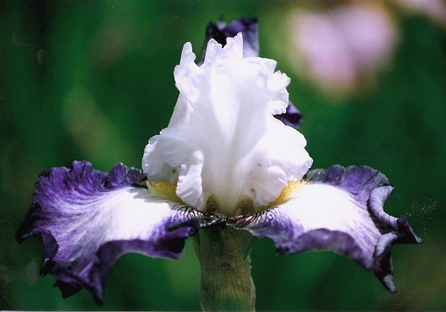 Iris Futuriste