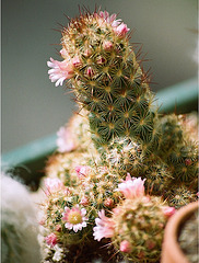Mammillaria elongata