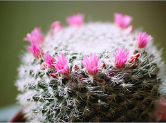 Mammillaria Hahniana