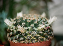 Mammillaria