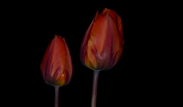 Tulips revisited