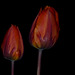 Tulips revisited
