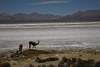 Vicuna by the Salar De Surire