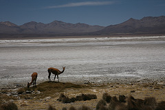 Vicuna by the Salar De Surire