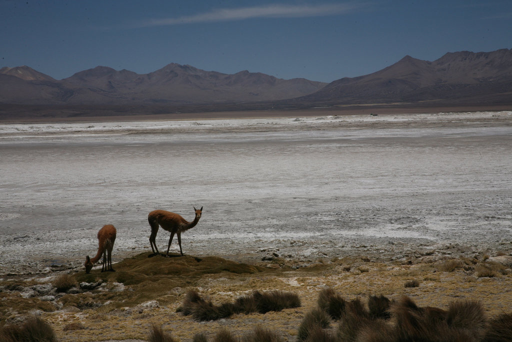 Vicuna by the Salar De Surire