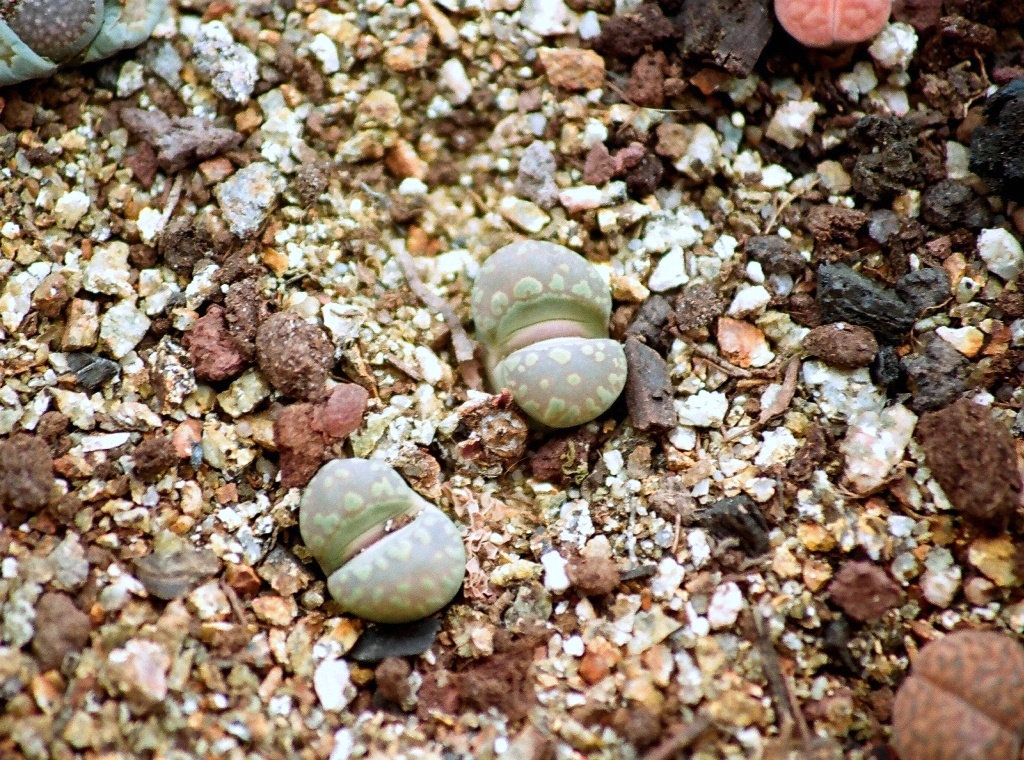 Lithops otzeniana