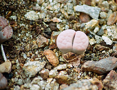 Lithops karasmontana opalina