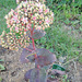 sedum matrona P7080056