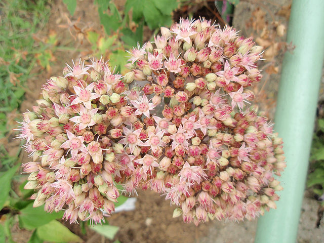 sédum matrona P7250040