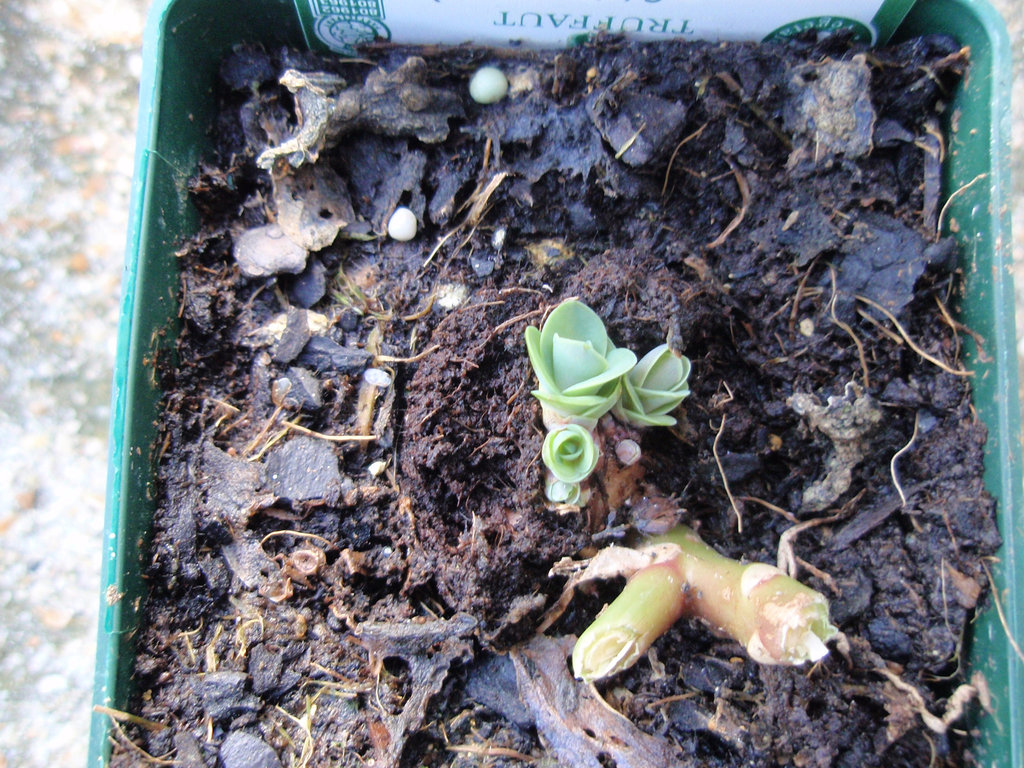 sedum 'matrona' PB070035