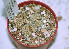 Lithops schwantesi urikosensis C75-Nutwerk