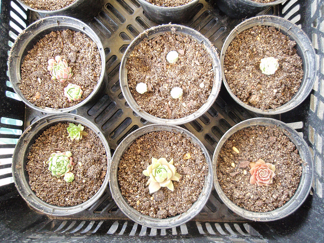 sempervivums boutures P7250049