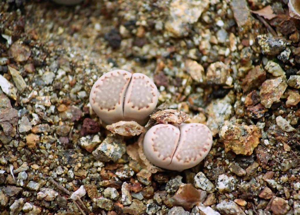 Lithops julii