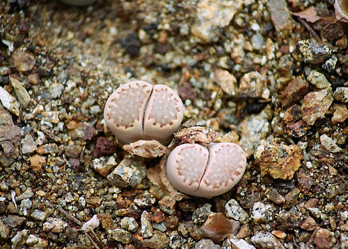 Lithops julii
