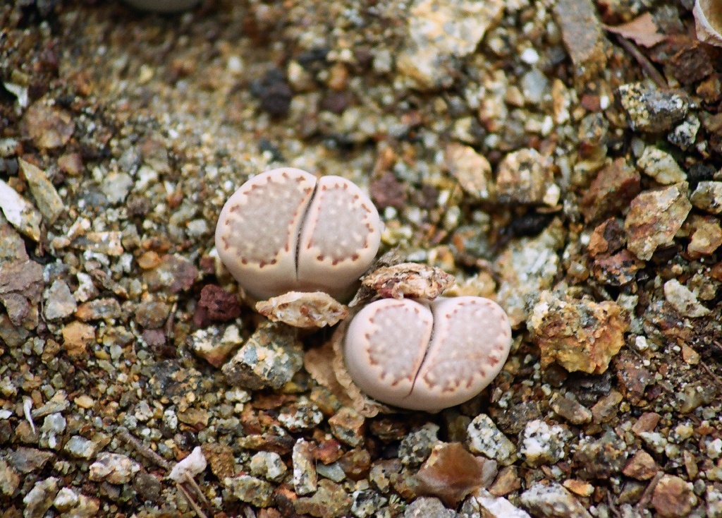 Lithops julii