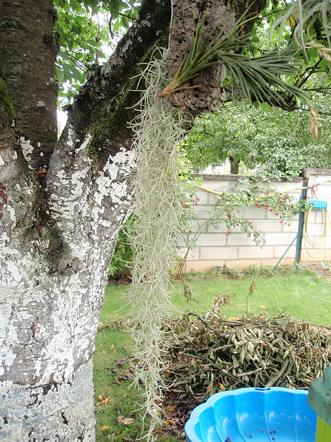 tillandsia usneoide P7250029