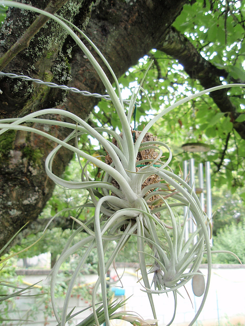 tillandsias P7250027