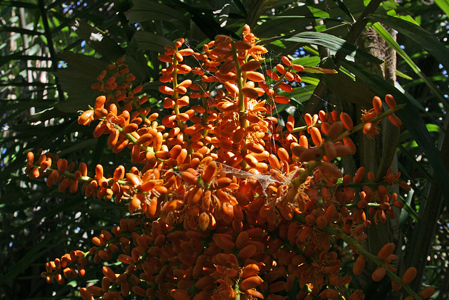 Balboa Park Botanical Pavilion (8088)