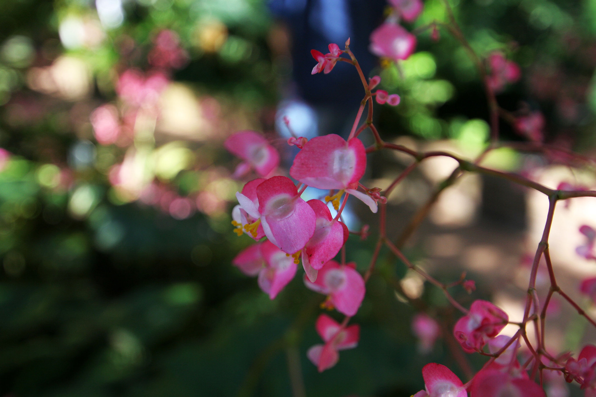 Balboa Park Botanical Pavilion (8089)