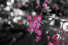 Balboa Park Botanical Pavilion (8089A)