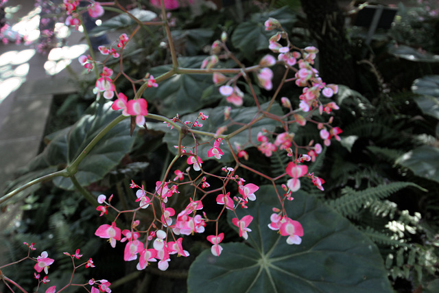 Balboa Park Botanical Pavilion (8091)