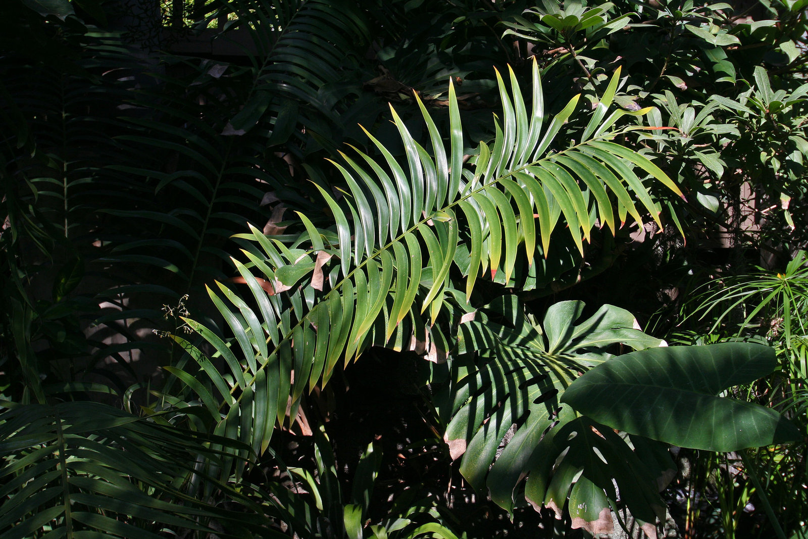 Balboa Park Botanical Pavilion (8093)