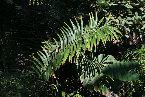 Balboa Park Botanical Pavilion (8093)