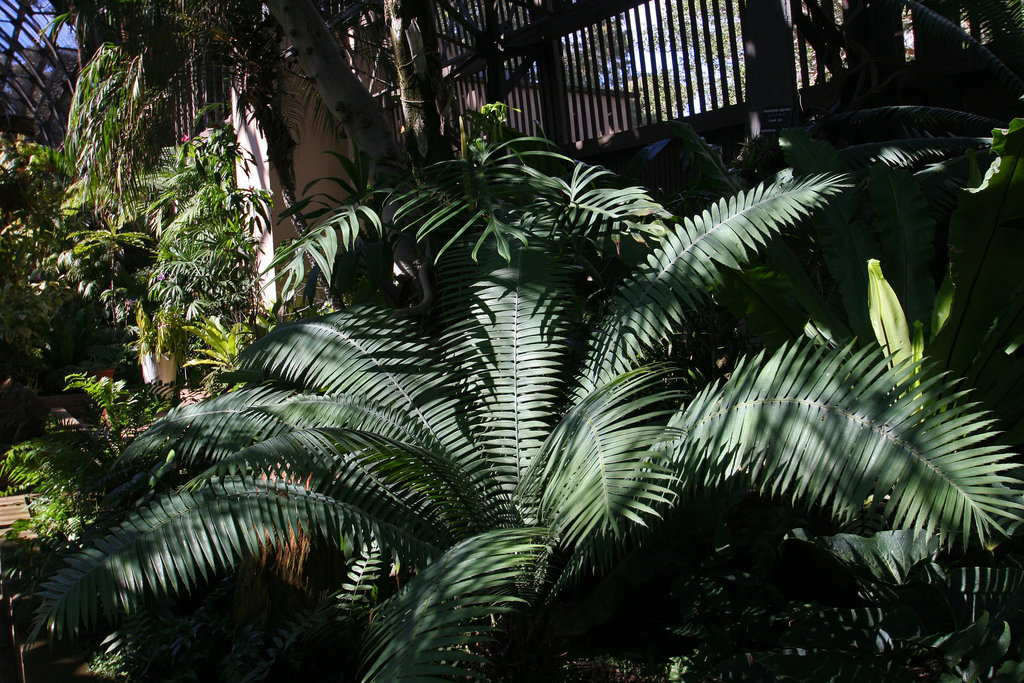 Balboa Park Botanical Pavilion (8094)