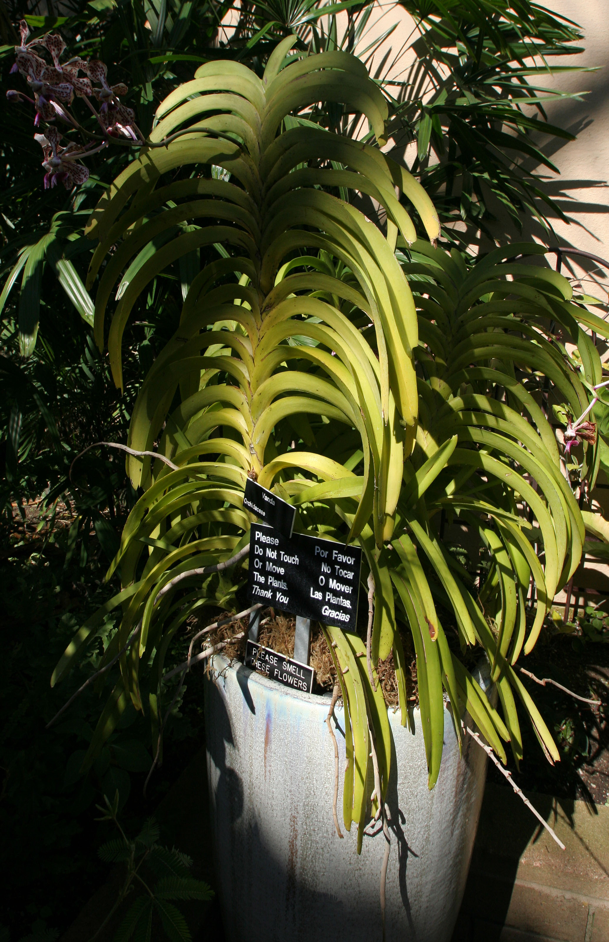 Balboa Park Botanical Pavilion (8098)