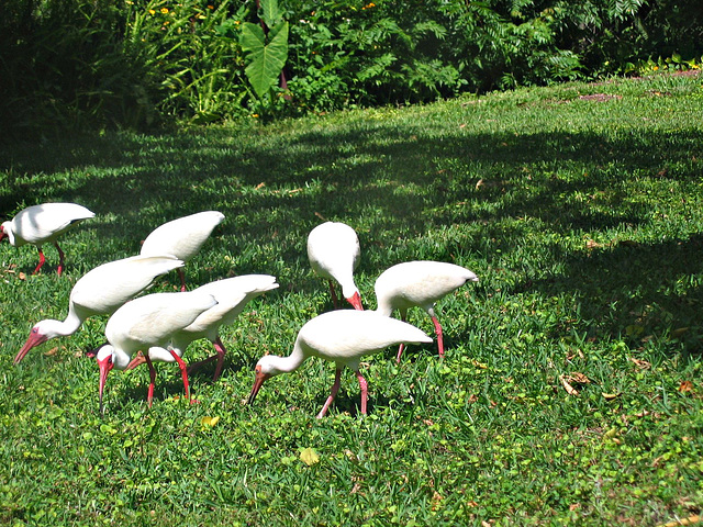 Ibis