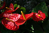 Balboa Park Botanical Pavilion (8103)