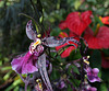 Balboa Park Botanical Pavilion (8107)