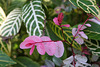 Balboa Park Botanical Pavilion (8109)