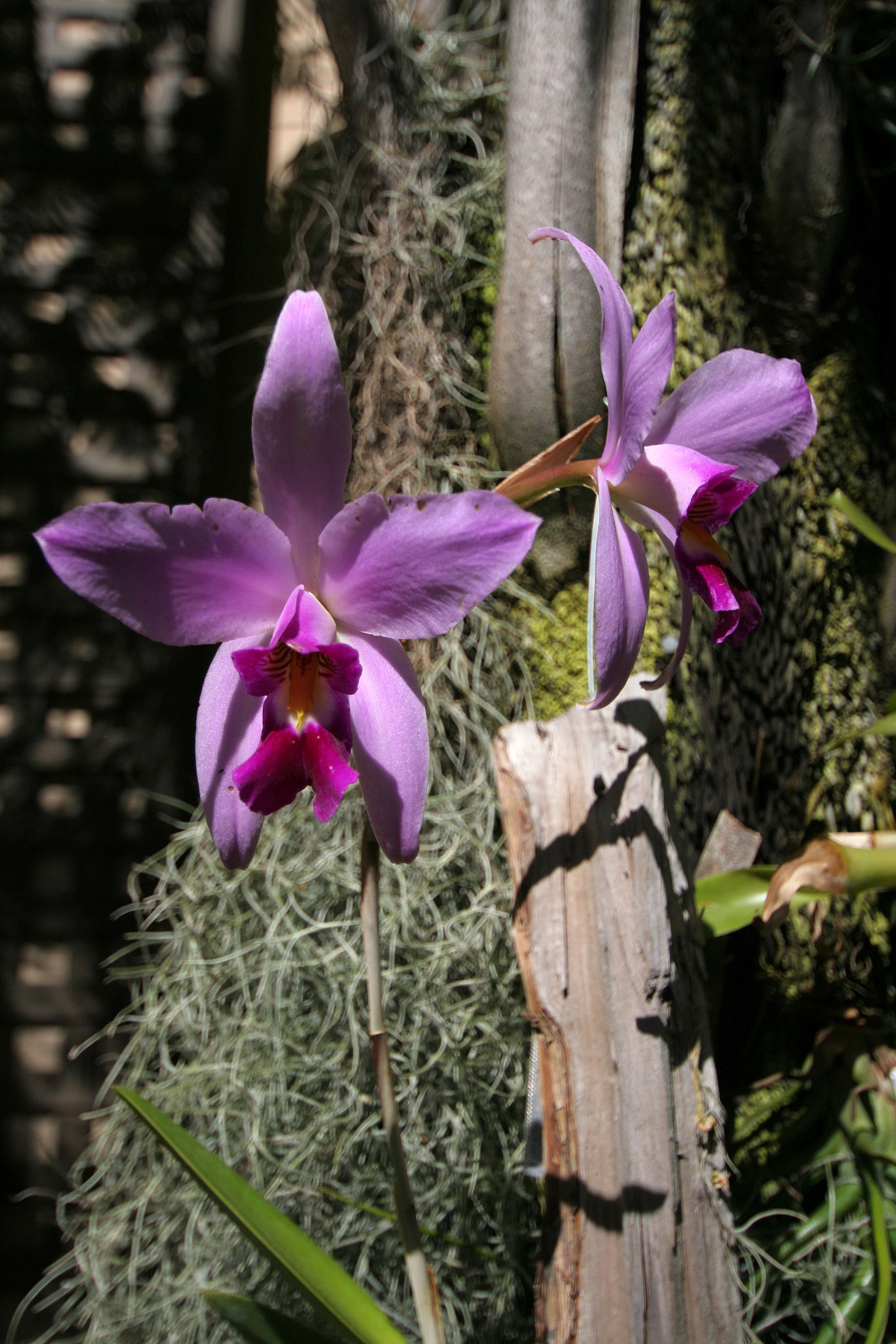 Balboa Park Botanical Pavilion (8110)