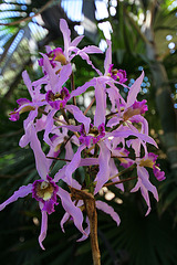 Balboa Park Botanical Pavilion (8113)