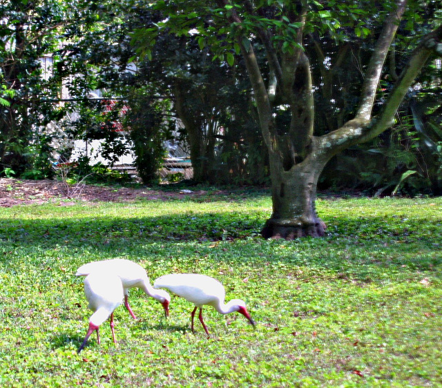 American White Ibis
