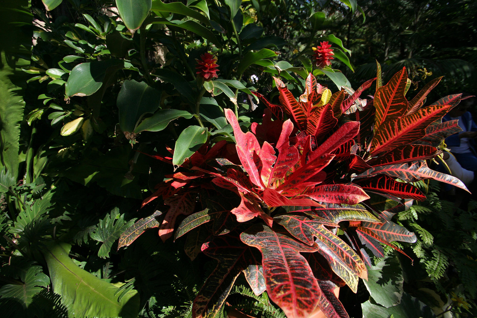 Balboa Park Botanical Pavilion (8118)