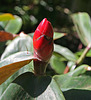 Balboa Park Botanical Pavilion (8120)