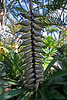 Balboa Park Botanical Pavilion (8126)