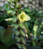 Balboa Park Botanical Pavilion (8130)