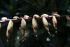 Balboa Park Botanical Pavilion (8133)