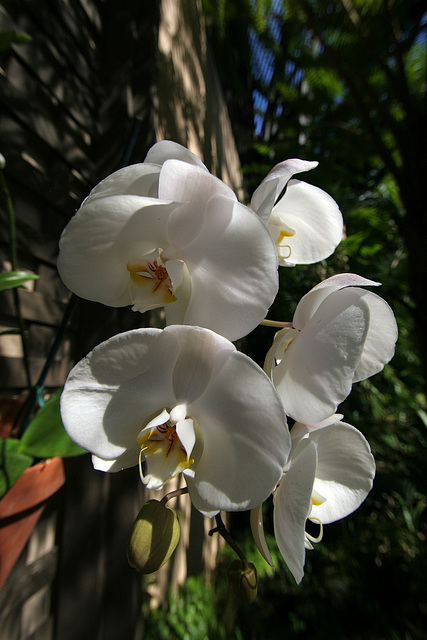 Balboa Park Botanical Pavilion Orchid (8111)