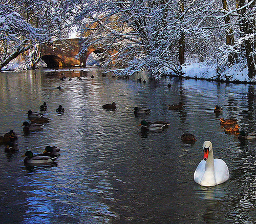 *die Fulda im Winter*