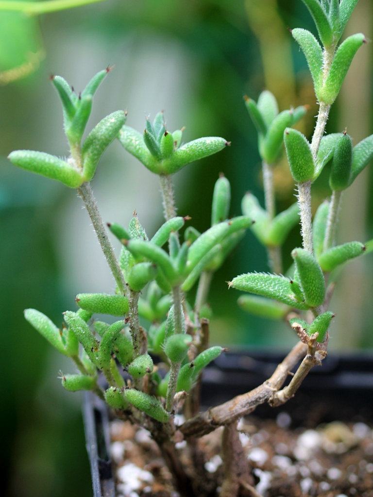 Trichodiadema sp