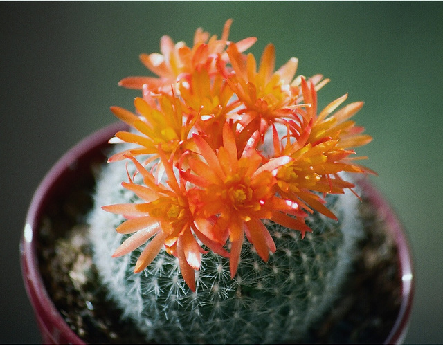 Parodia haselbergi