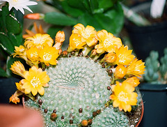 Rebutia marsonii