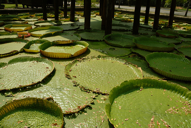 Lotus leafs at the water surface