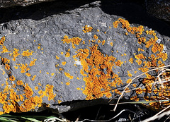 Xanthoria ( lichen)sur basalte